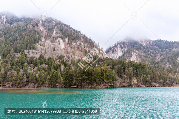 冬天中國四川阿壩九寨溝箭竹海