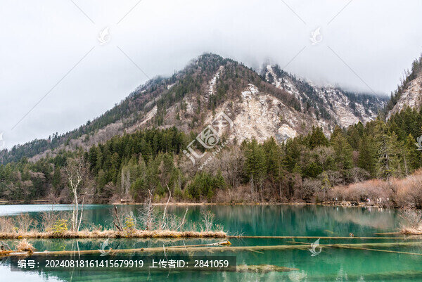 冬天中國四川阿壩九寨溝箭竹海