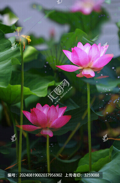 荷花二次曝光