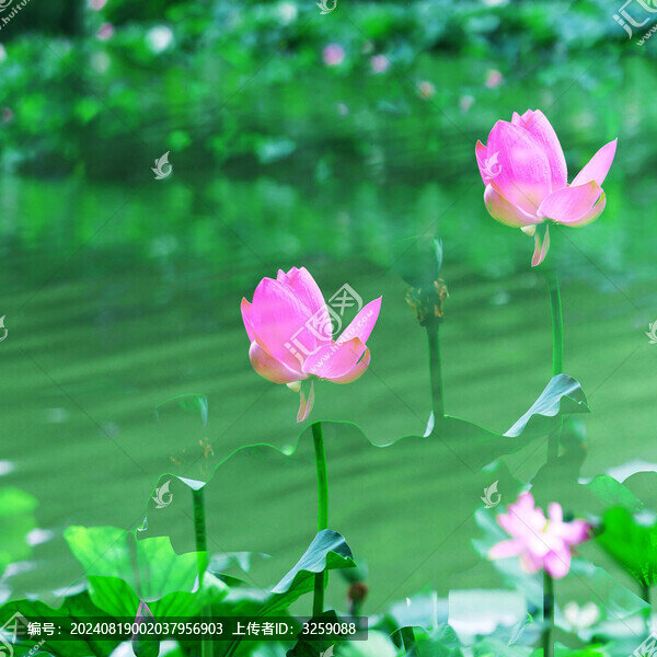 荷花