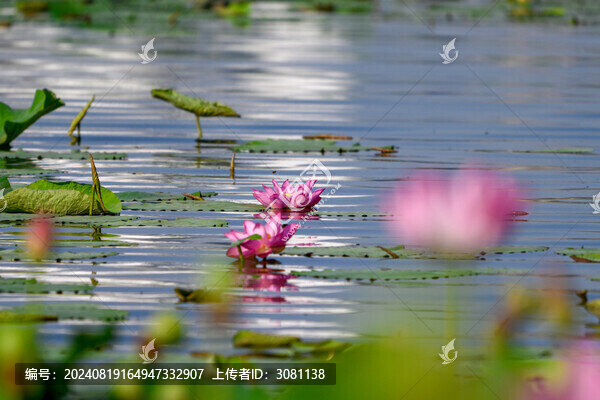 夏日荷花