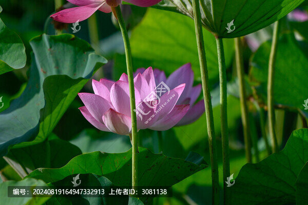 夏日荷花