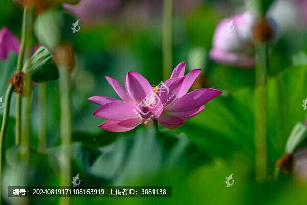 荷花特寫