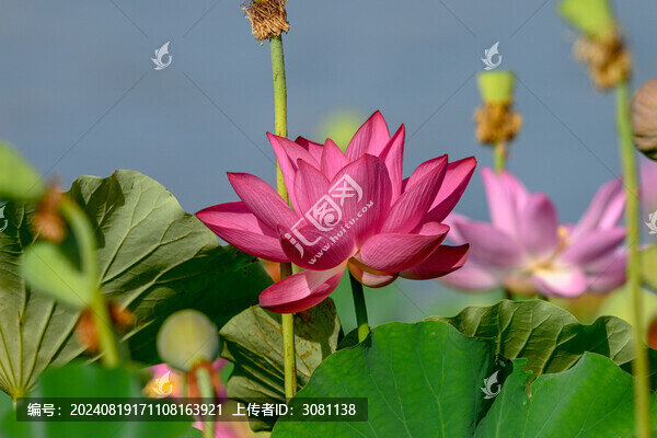 荷花特寫