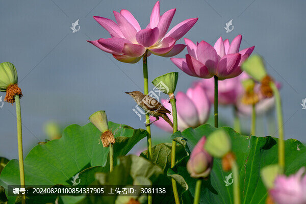 大葦鶯與荷花
