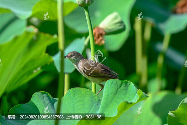大葦鶯與荷花