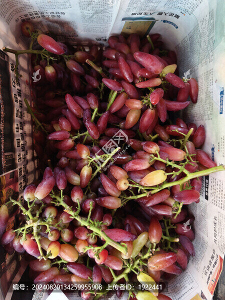 金手指紅提