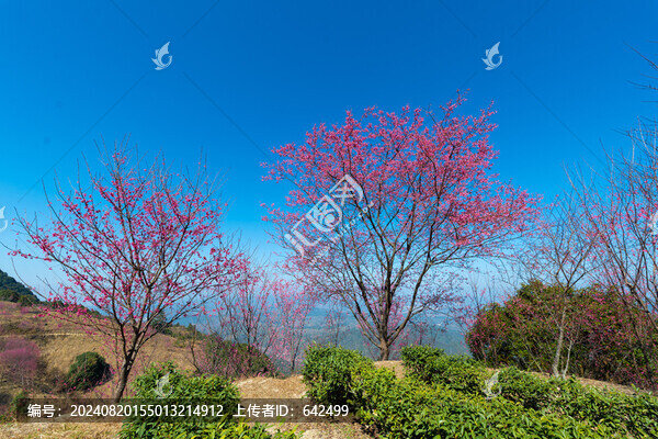 櫻花