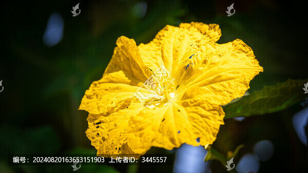 絲瓜花