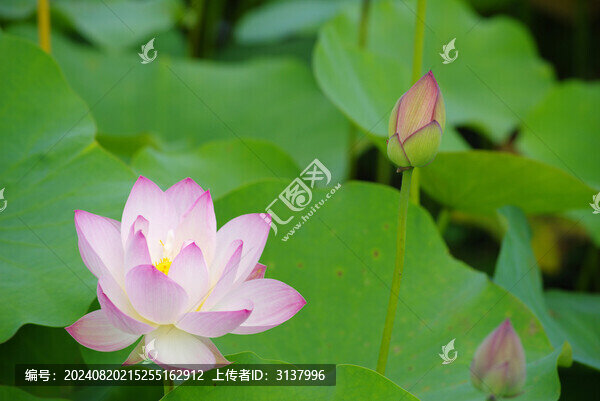 夏日荷花