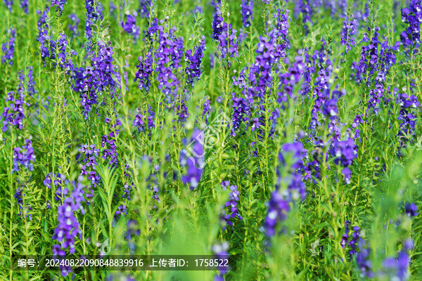 香彩雀