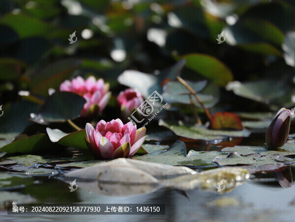 睡蓮