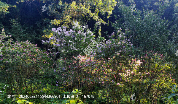 紫薇花開
