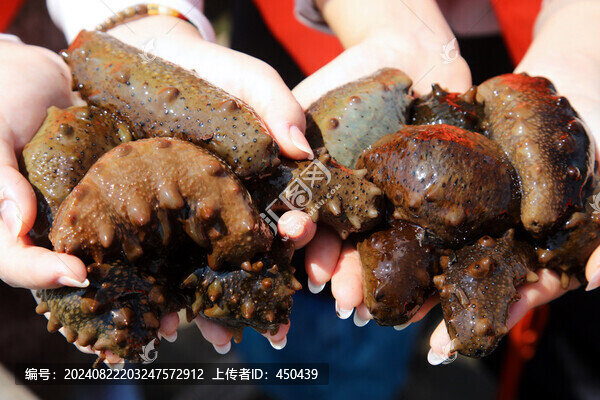 鮮活海參