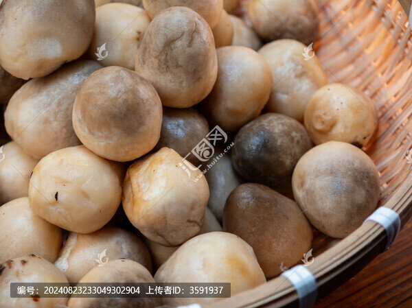 水槽里的草菇
