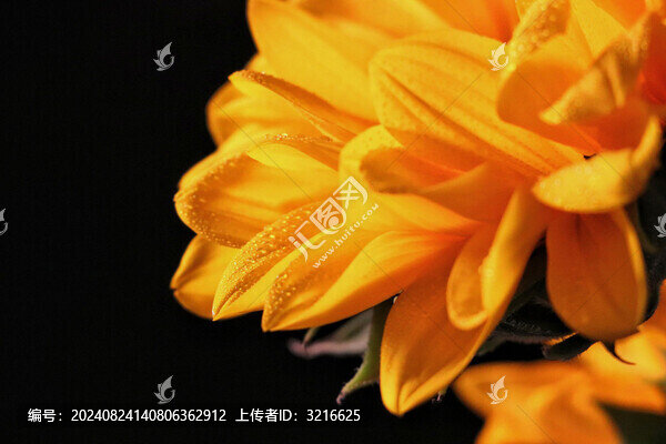向日葵