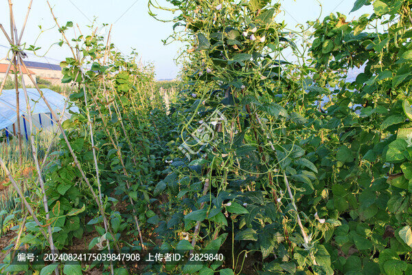 農(nóng)家菜園