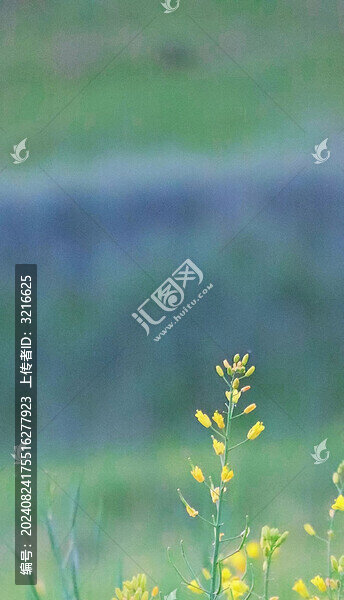 油菜花