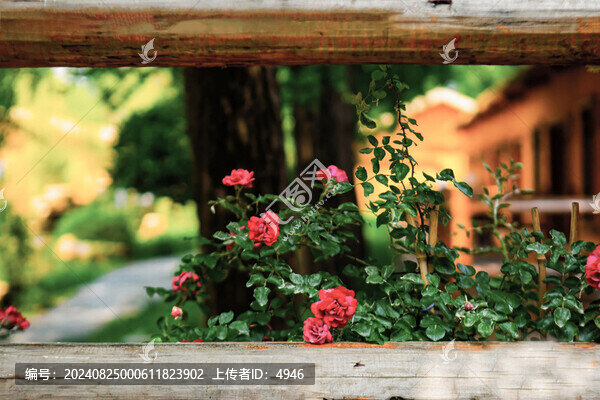 薔薇