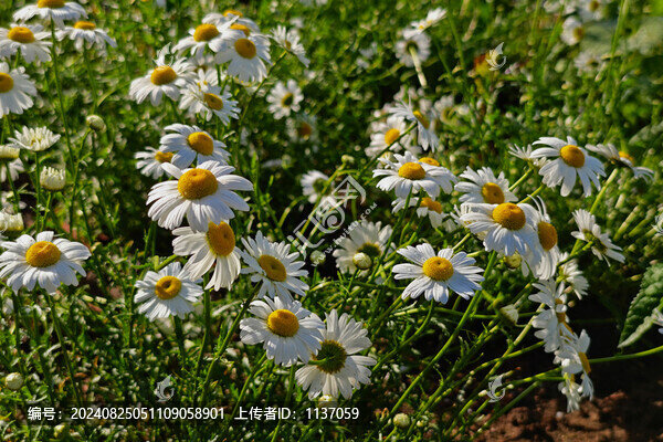 多年生草本植物濱菊