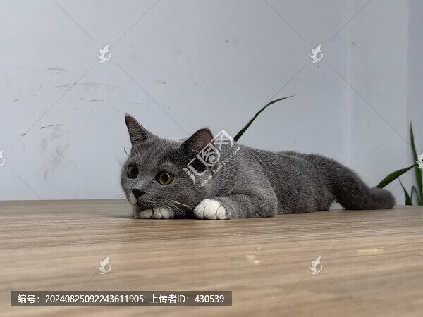 專心的貓
