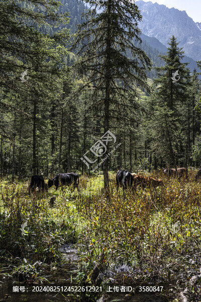 川西霸王山自然風(fēng)光