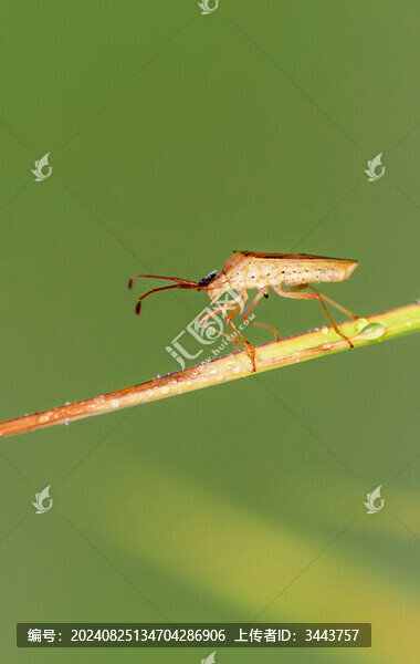 昆蟲