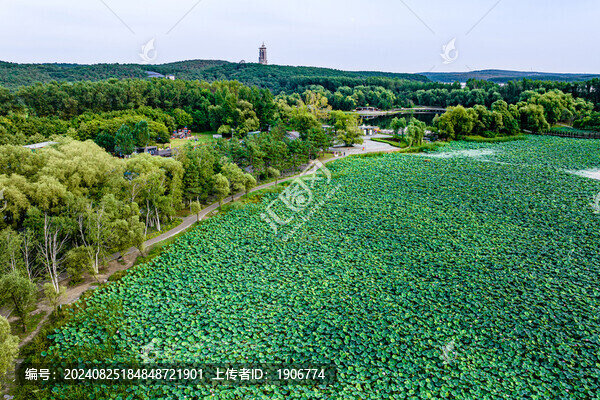 荷花盛開的長春凈月潭公園風(fēng)景