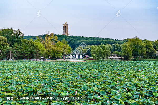 荷花盛開(kāi)的長(zhǎng)春凈月潭公園風(fēng)景