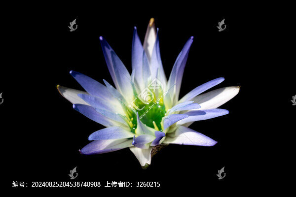 睡蓮