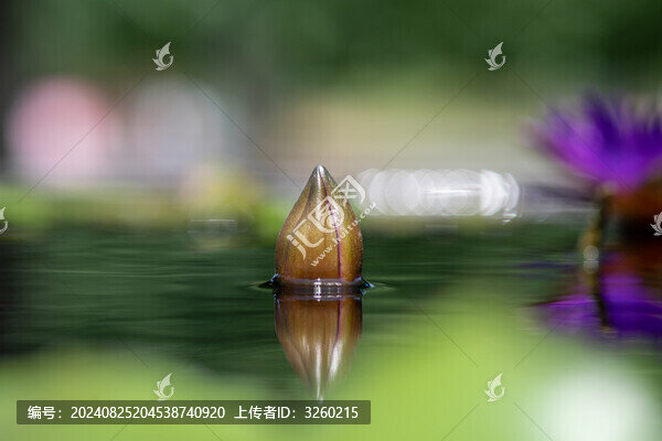 睡蓮