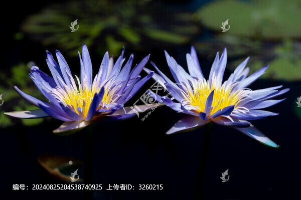 睡蓮