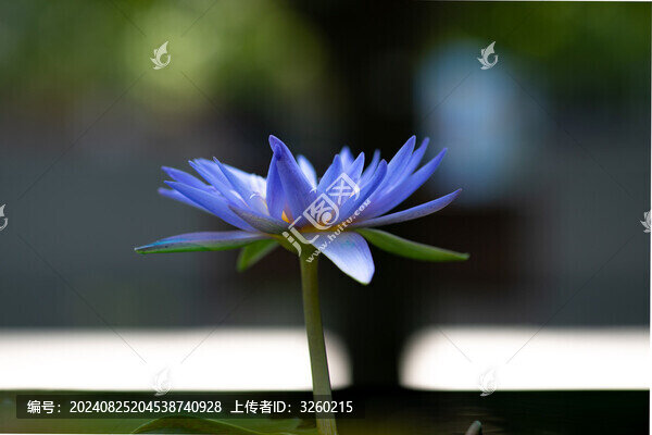 睡蓮
