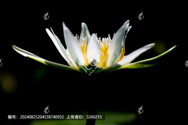 睡蓮