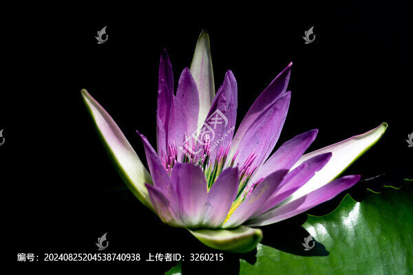 睡蓮