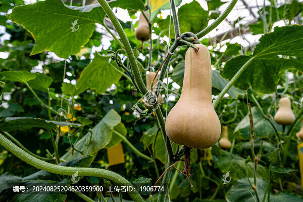 生長(zhǎng)中的奶油南瓜