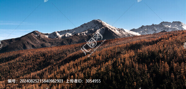 雪山腳下秋葉盡黃層林盡染