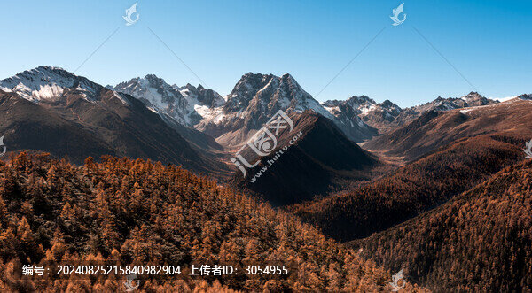 深秋的白馬雪山腳下秋葉盡黃