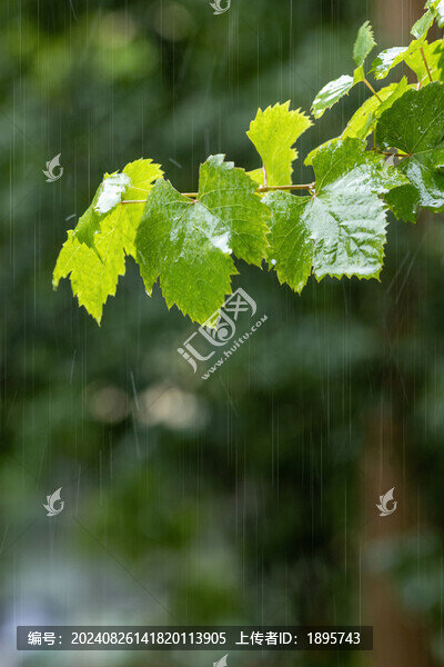 下雨天里葡萄藤上的葉子