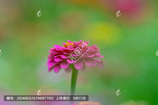 百日菊