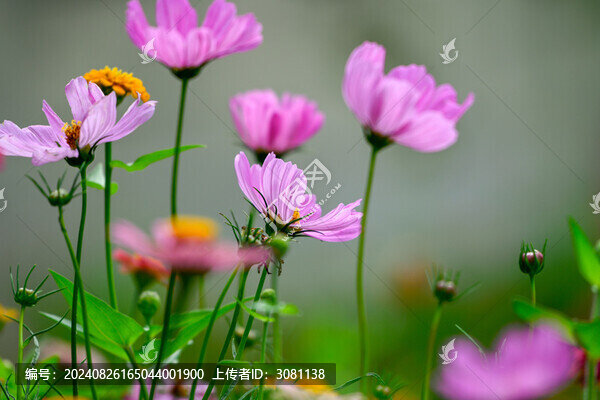 秋英花春天盛開