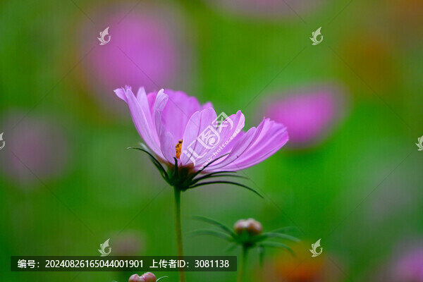 秋英花春天盛開(kāi)