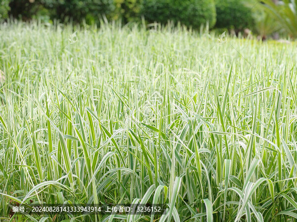 綠油油的草地