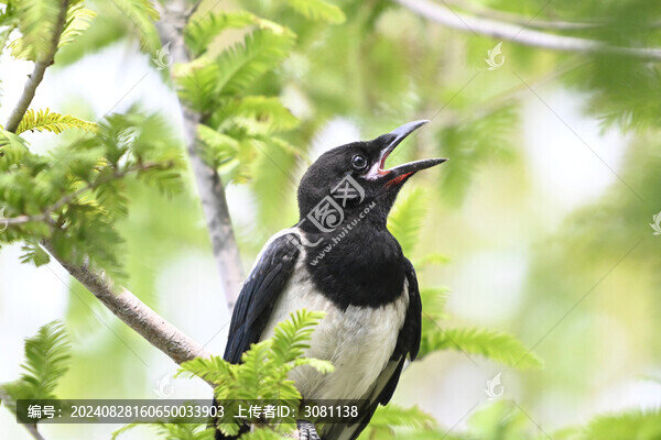 喜鵲鳴叫
