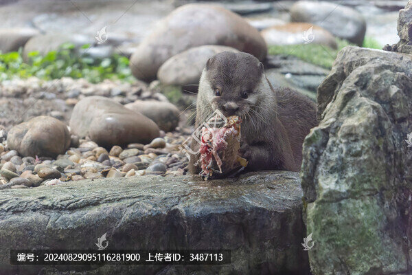 亞洲小爪水獺在石灘上捕食鯽魚