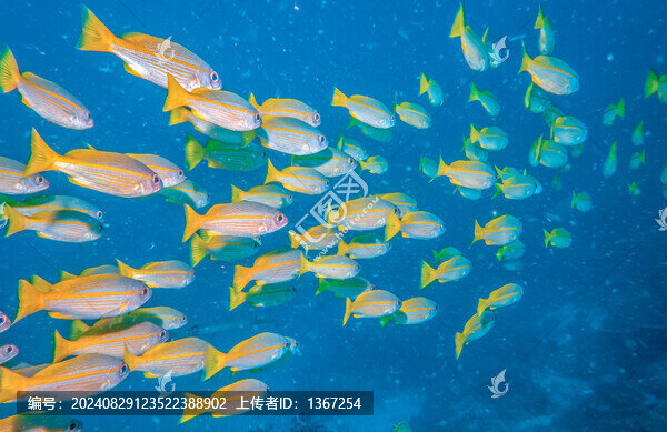 熱帶魚