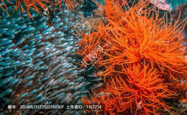 水族館魚群