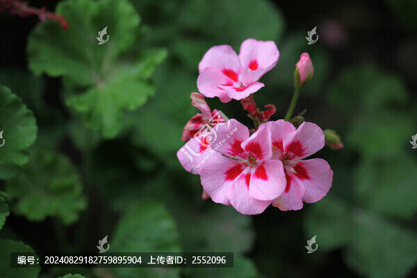 雙色繡球