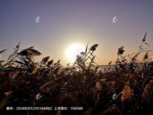 居延海蘆葦