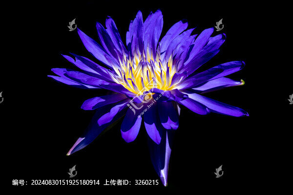 睡蓮